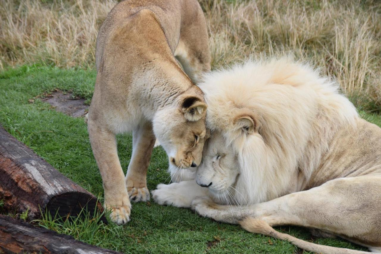 Tenikwa Wildlife Centre & Spa Plettenberg Bay Dış mekan fotoğraf